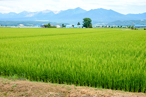 Is There a Future for Japan's Agricultural Cooperatives?